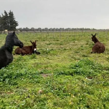 Camargue, Charme Authentique Et Raffine